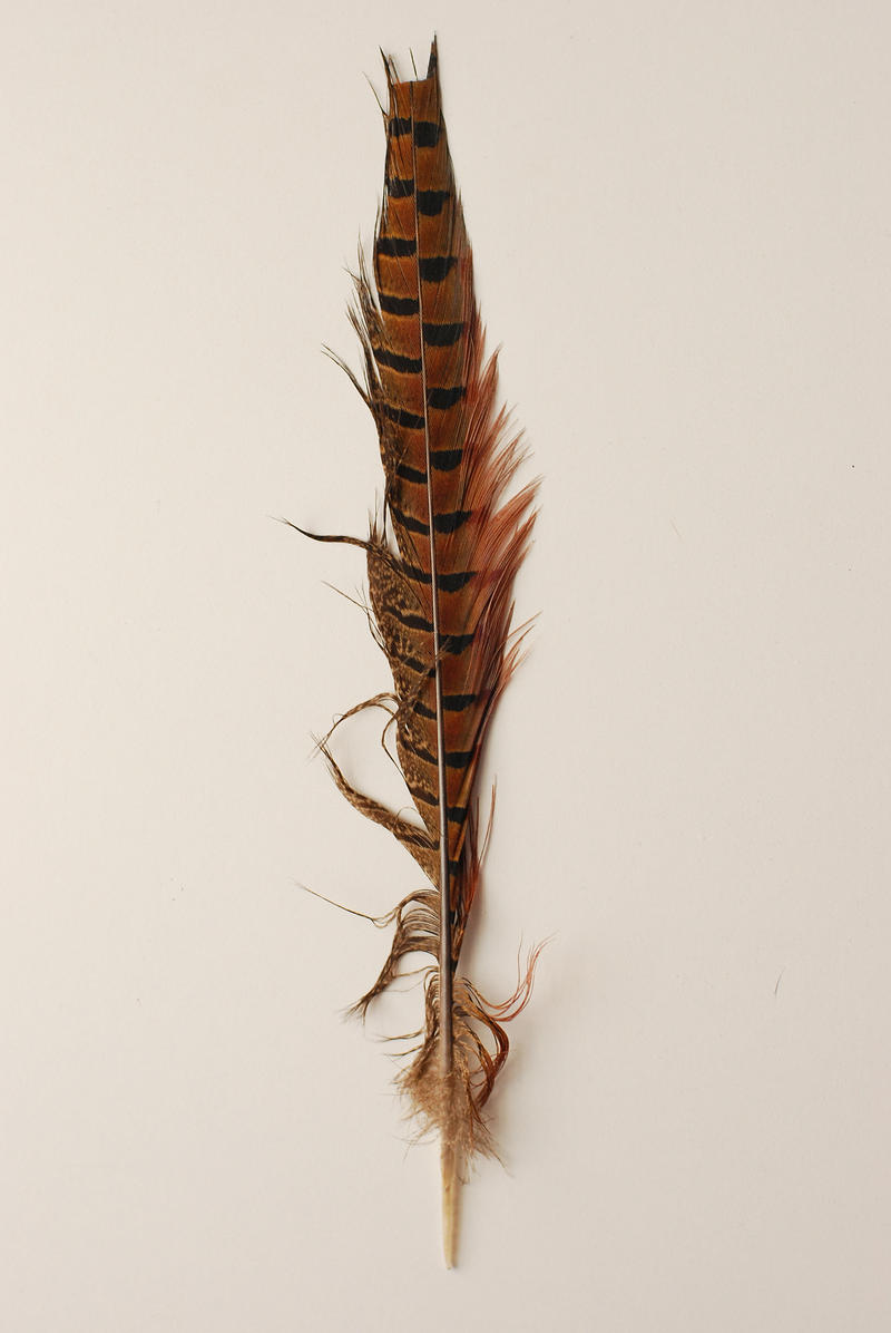 tattered feather