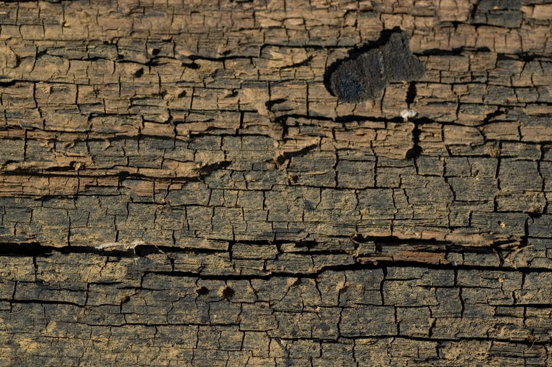 Cracked Wood 1