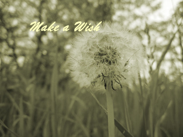 Make a Wish