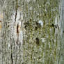 Texture wood 11