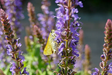 Lavender dinner