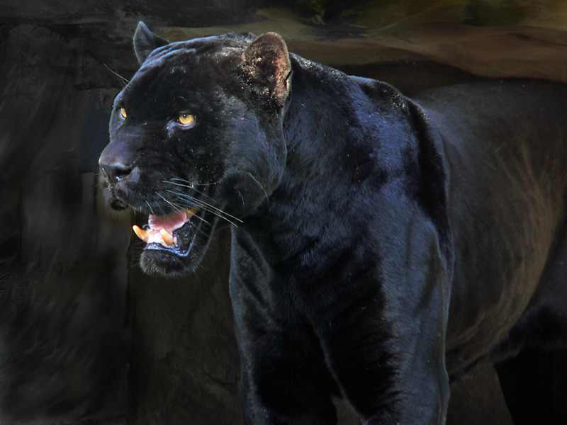 Black Panther