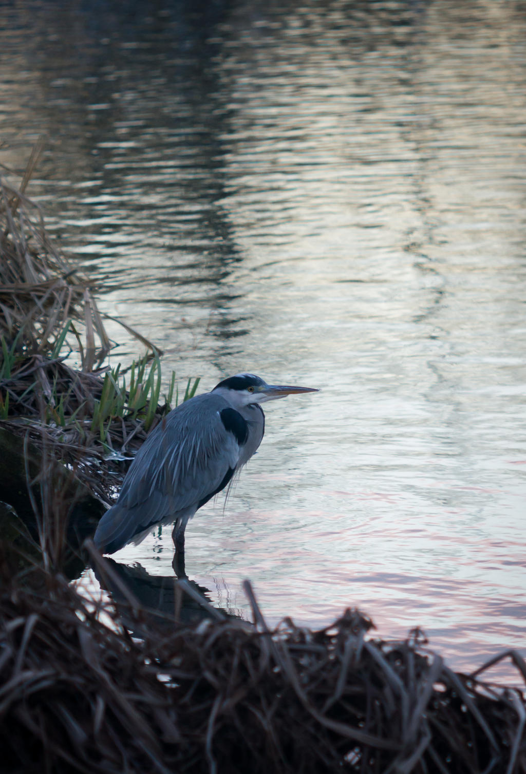 Ardea cinerea III