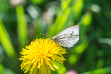 Pieris napi