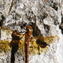 Dragonfly - Libellule 3-3