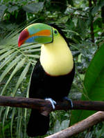 Toucan