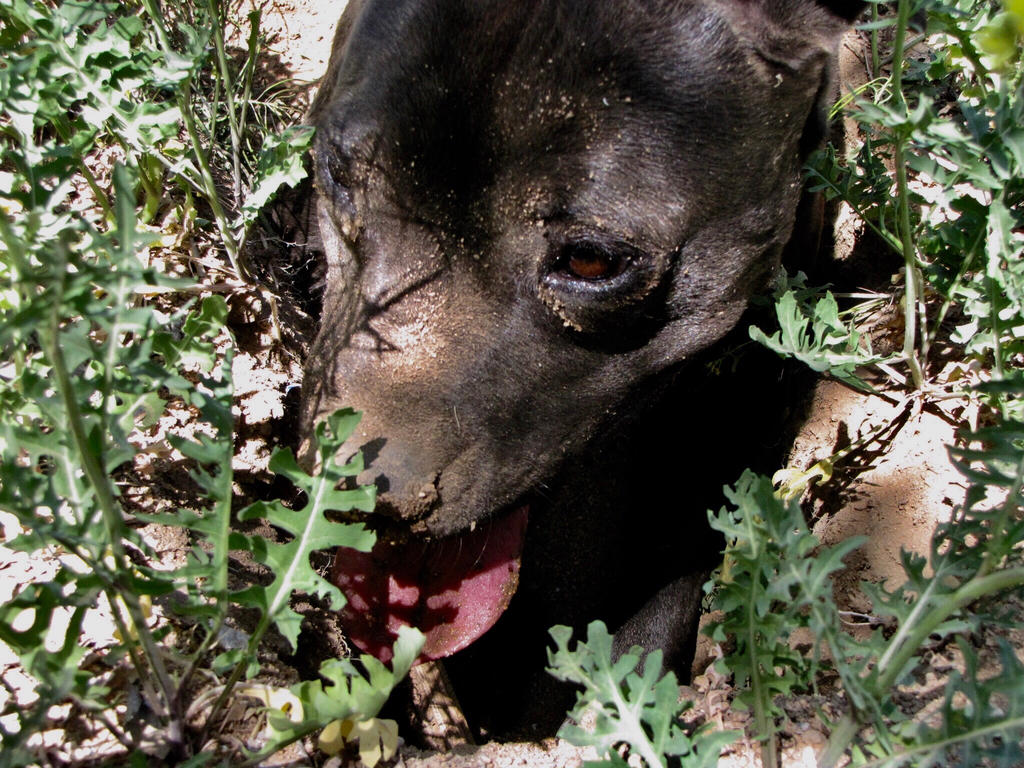 Digging by TigerSpirit2002 on DeviantArt