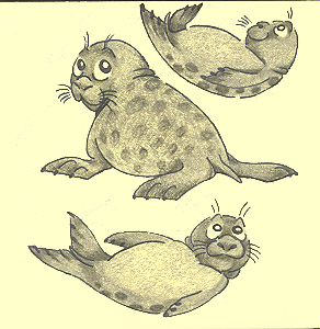 Harbor Seals