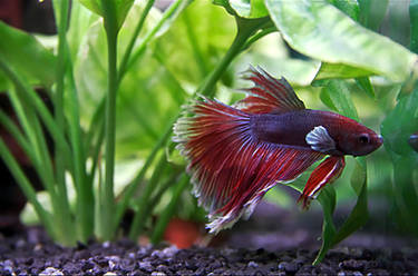 little fighting fish