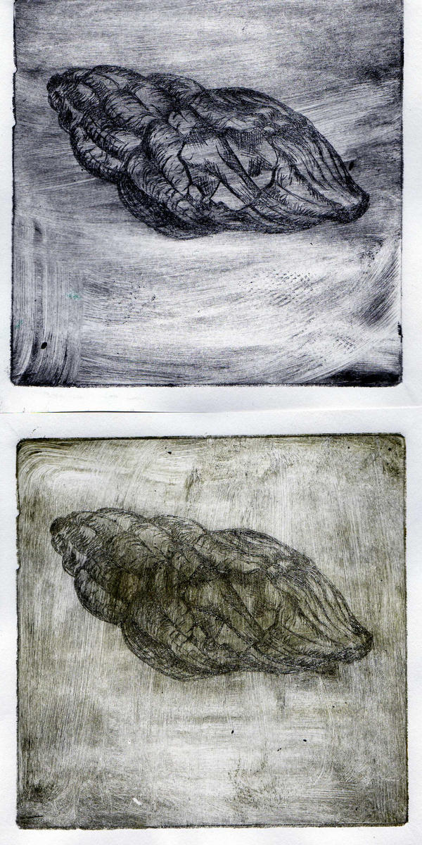 Acidetchings Shell Shell Dry Point Etchings by danie-ru-btw on DeviantArt
