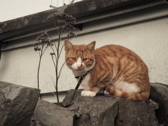 The Neighbourhood Feline 