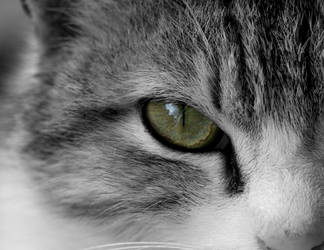 Cat eye