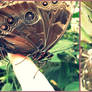 siamese butterfly