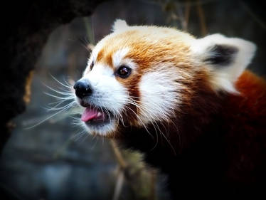 red panda