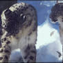 Snow Leopard