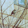 sparrow