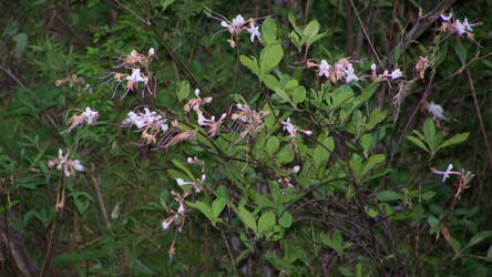 Honeysuckles 3