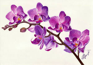 Purple orchid