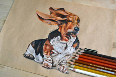 Basset Hound