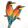 Bee eaters