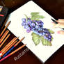 Grapes in pencil