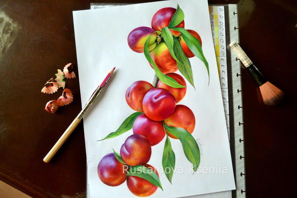 Nectarines in pencil