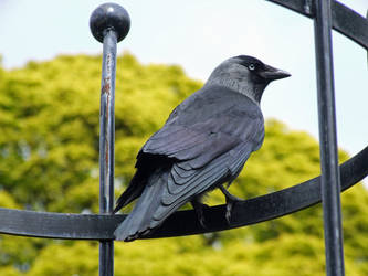 Jackdaw