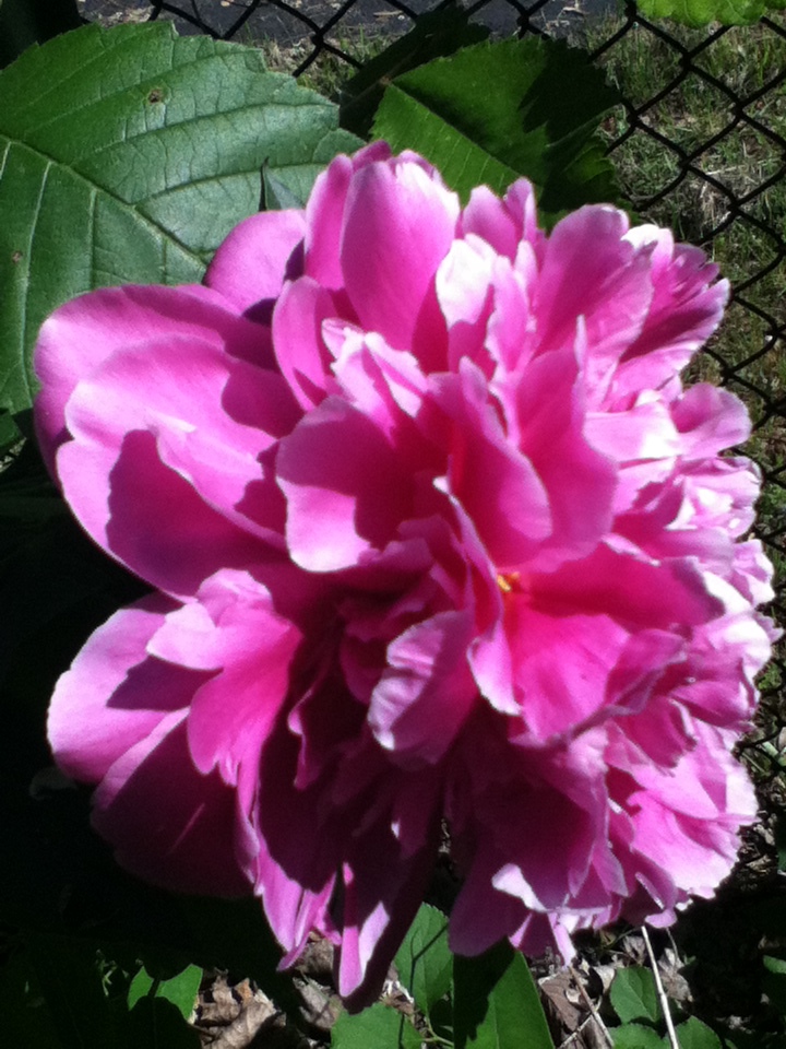 Peony 2