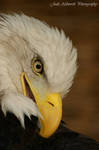 Eagle 1 by dark-angel-11309