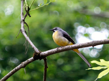 Grey Wagtail