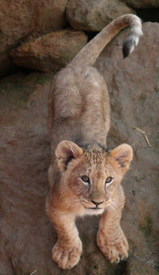 African Lion cub