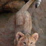 African Lion cub