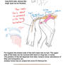 How to draw horse tail