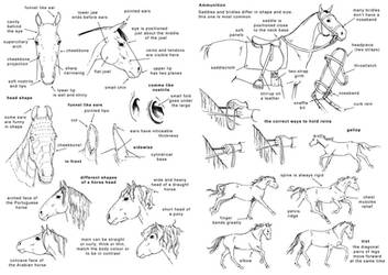 How to draw the horse 2 - Eng by Elruu