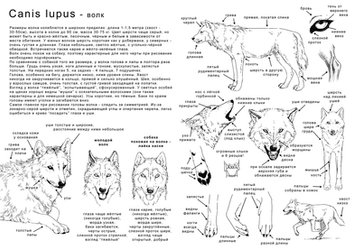 How to draw the wolf - in Ru