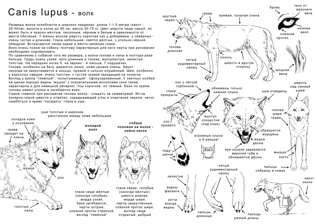 How to draw the wolf - in Ru