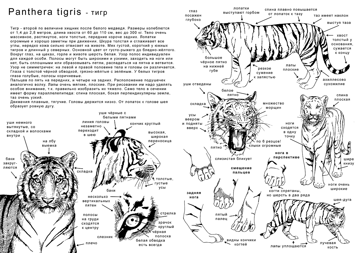 How to draw the tiger - in Ru