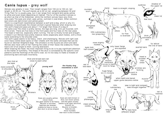 How to draw the Wolf - in Eng