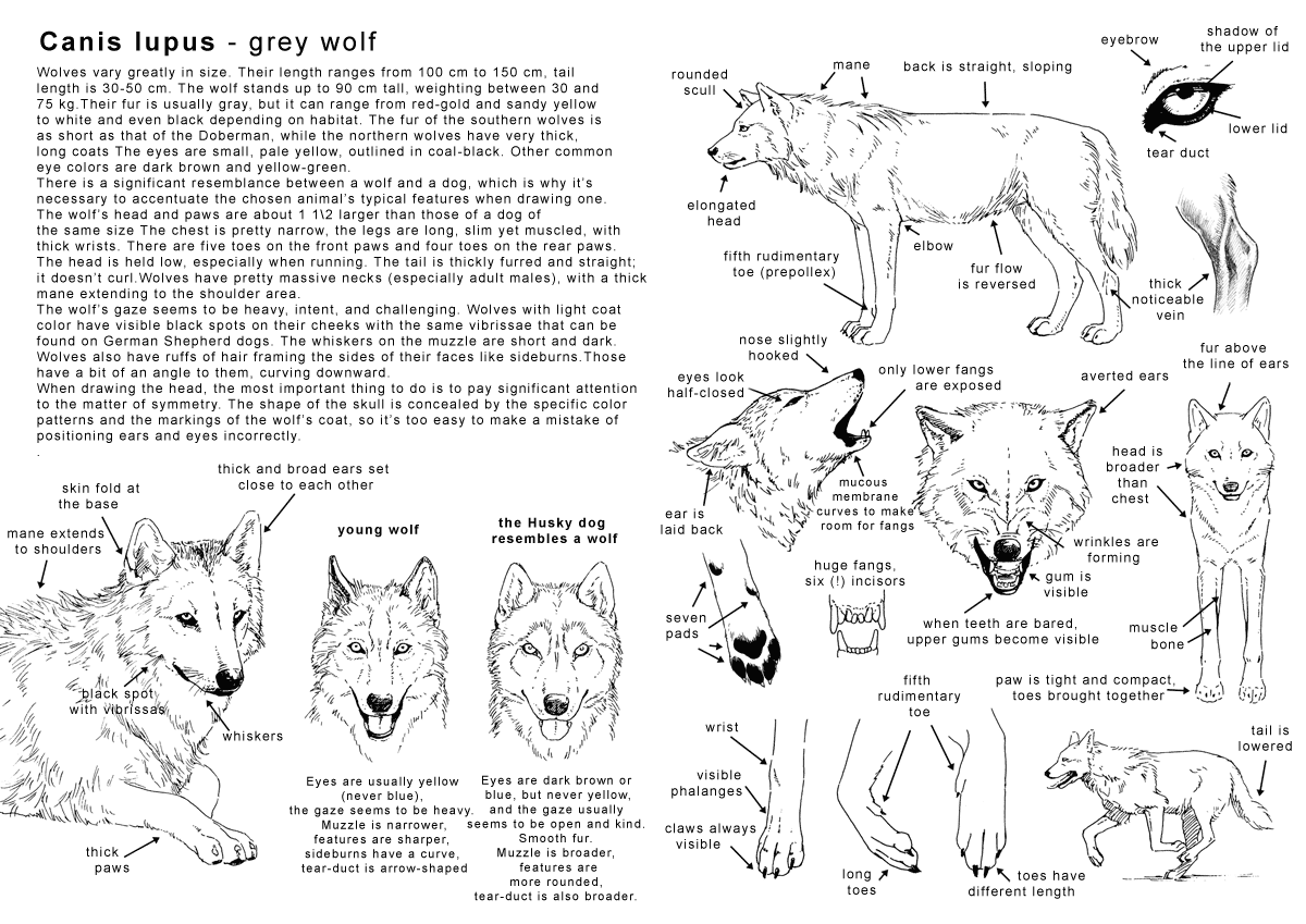 How to draw the Wolf - in Eng
