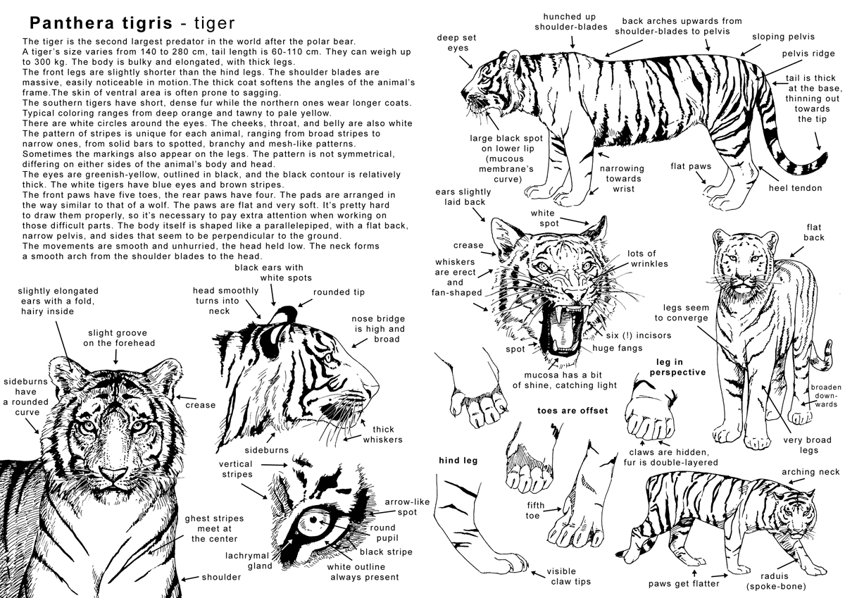 real tiger paw anatomy