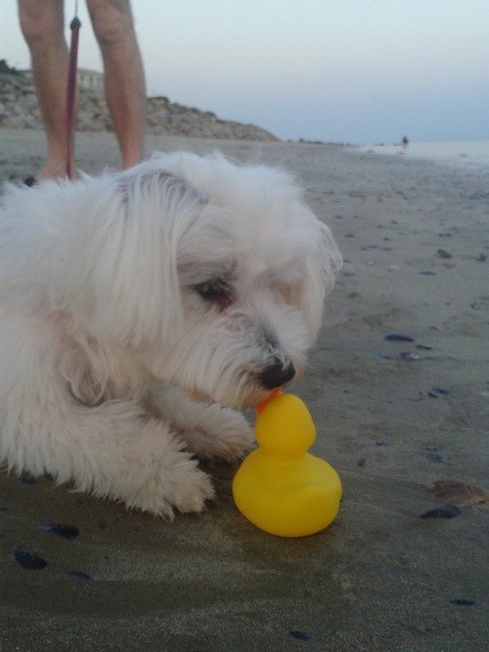 Ducky meets doggy