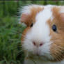 Lilo, my guinea pig