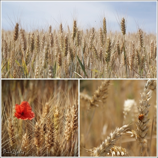 countryside in summer