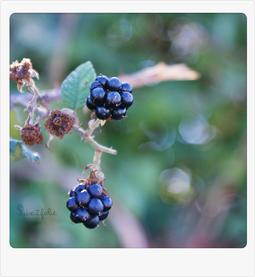 Two little blackberries