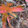 Rastafarian Leaf