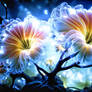 Petunia Luminata