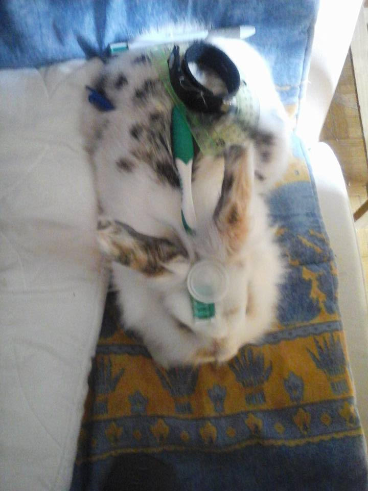 poor rabbit by LluviaDa on DeviantArt