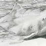 Indo-Pacific humpback dolphin