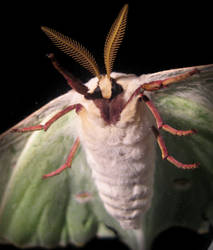 Lunar Moth