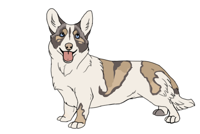 Corgi adopt _closed